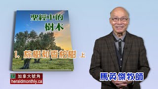 棕樹和香柏樹