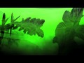 Cio D'Or & Donato Dozzy VJ Heiligenblut - Menta - Green Green Spleen - 2009 - Time To Express