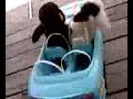 WEBKINZ DRIVE CAR INTO POOL!!!!!!!!!!
