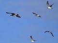 Gaviotas de Razo