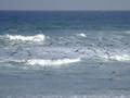 Gaviotas de Razo