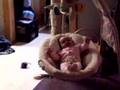 Madiosn in her swing