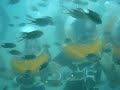 Under-Water Sea Walk @ Pattaya - Thailand