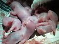 The Litter (Close Up) The Litter (Close Up)