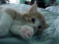 videos de My Baby Kittens