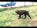 Giant Schnauzer vs Jack Russell ...