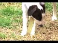 Giant Schnauzer vs Jack Russell Terrier 2
