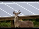 Solar Energy: Re-energizing the Earth