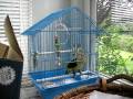 Kookie Caique almost potty trained and playing in Budgie's cage.