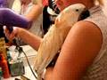 Moluccan Cockatoo Sooky Taking first Shower!