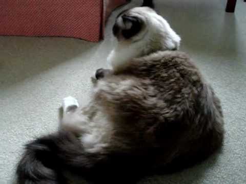0 Yeowww! Catnip Toys