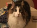??????????? The cat which is chasing a bug ??????????? The cat which is chasing a bug