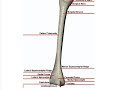 Anterior Bone Landmarks (Humerus)