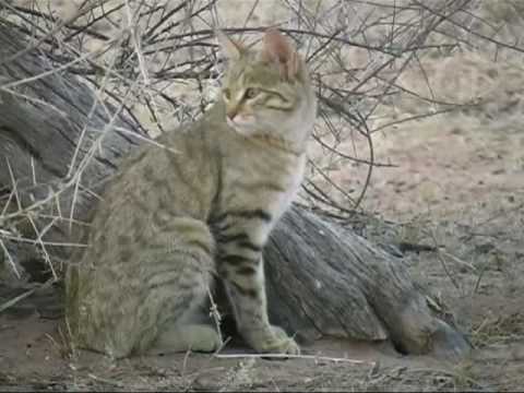 wild cat,