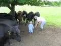 Baldon House Cow Whisperer