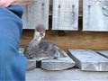 Duckie, Part One, a Hooded Merganser