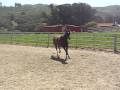 FOR SALE BLACK PRE 2007 FILLY dressage prospect; perfect straight suspension canter