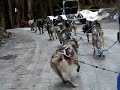 Dogsledding Juneau