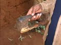 Ethiopian Ethnography