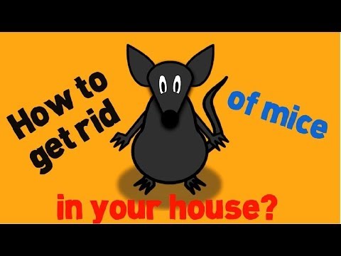 how to get rid of mice i