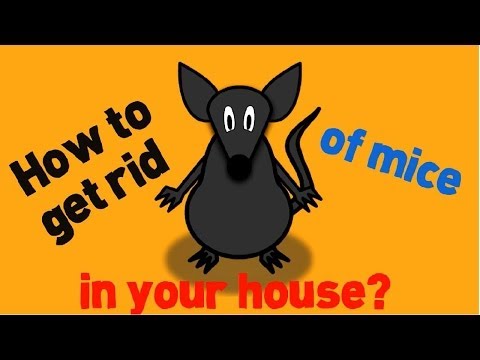 how to get rid mice