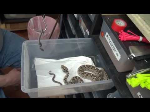 YouTube reptile video