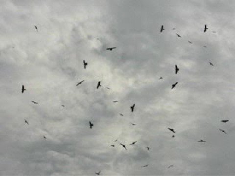 2008.Oct.11滿州落鷹-4