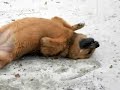 First Winter Snow - Fairbanks, Alaska