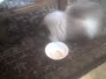 Il mio gatto che mangia Il mio gatto che mangia