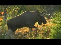 norwegian-moose-hunting.html
