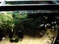 Corydora aeneus at 4 months