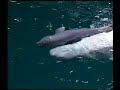 Shedd Beluga Calf Swims with Mom