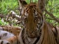 Tigers kingdom