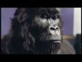 cadburys-dairy-milk-