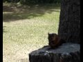 Oravia - Squirrels -Eichhörnchen - Helsinki