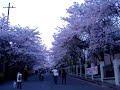 대구시 두류공원*(大韓民國 大邱市 頭流公園)벚꽃 만발