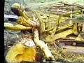 Logging on the Nass River in 1974