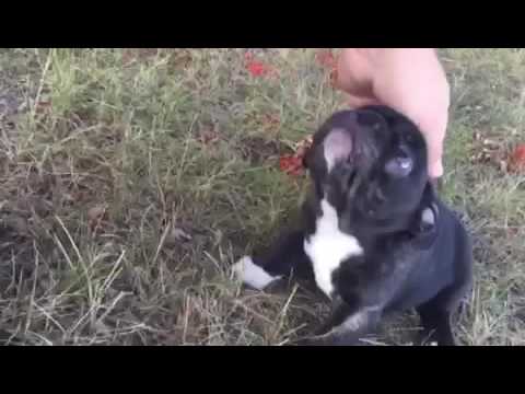 Chevy loves to play out side.
