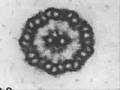 videos de Axeoneme diameter dialation
