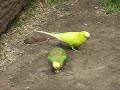 Budgies at a Zoo in Nordhorn Germany Budgies at a Zoo in Nordhorn Germany