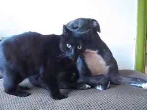 black nose pitbull