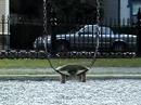 skateboarding trick! best ever! able to do high flips skateboarding trick! best ever! able to do high flips