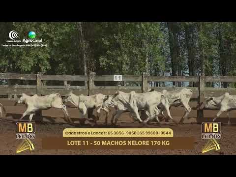 528� LEIL�O VIRTUAL MB LEIL�ES