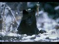Falkenbach - ...As Long As Winds Will Blow...