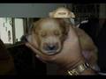 Golden Retriever video