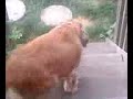 adopt Petal at(zani\