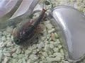 triops' birthday: 3 month old Cindy