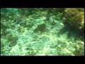 Whale Shark Diving - Gladden Spit