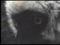 The blind watchmaker - 2/5
