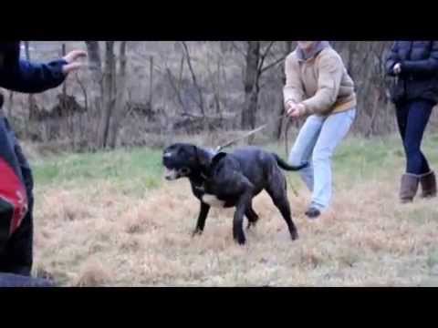 perro de presa canario